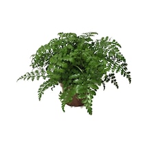 Asplenium Parvati Ø12 CM Y25-30 CM