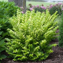 "kurtbağrı Fidanı Ligustrum,bahçeniz İçin Sık Ve Yeşil Çit" 2 Yaş