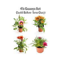 Pembe Beyaz+turuncu+kırmızı+koyu Pembe Gazanya Çiçeği 4 Adet Saksılı 10-20cm