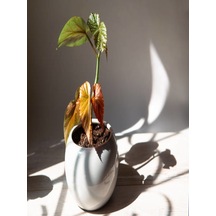 Serada Decor Plant Çilli Begonya 8.5 Saksıda Begonia Corollina Mini Boy Bol Dallı İç Mekan Bitkisi