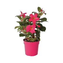 Nura Botanik Pembe Mandavilla Dipledenya Salon Bitkisi Hollandadan Ithal 30-35cm