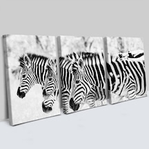 Zebra Tasarımlı 3 Parça Kanvas Tablo