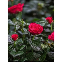 Özel Seri Gül Fidanı Kırmızı Renk 30 40 Cm 1 Adet Aşılı Gül Red Rose