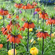 Kırmızı Renkli Fritillaria Rubra Ters Lale Soğanı 2 Adet