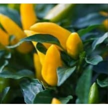 Sarı Süs Biber Tohumu 300+ Tohum N117840