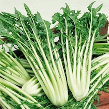 İtalyan Mutfağına Özgü Geleneksel Catalogna Emerald Endive Tohumu 50 Tohum