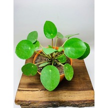 Pilea Salon Bitkisi Ke16