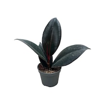 Ficus Elastica 'abidjan' Kauçuk Çiçeği Ø5,5 Cm Y0-10 Cm
