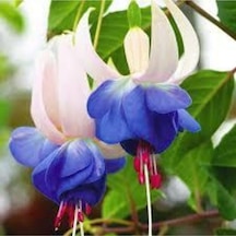 5 Adet Tohum Nadir Mavi Küpeli Çiçeği Tohumu Ve Toprak