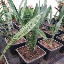 Paşa Kılıcı Fidesi Fidanı Sansevieria 10-20 Cm