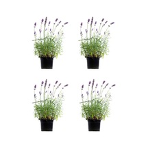 Lavanta Angustifolia Mor Renkli 10 25 Cm 20 Adet Tüplü Lavanta Fidesi Lavender Seedling