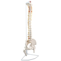 Lüks Esnek Omurga Modeli, Femur Başlı Ve Manyetik Bağlantılı Sakrum Kret, 85 Cm - Omurga Maketi 01