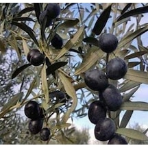 10 Lu Gemlik Zeytin Fidanı