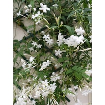 Videolu Kokulu Arap Yasemini 50 70 Cm 1 Adet Saksılı Dış Mekan Süs Bitkisi Jasminum Sambac