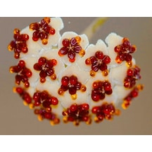 Hoya Kerri 50-60 Cm Kalp Yapraklı Kokulu Mum Çiçeği Bitkisi Sevgi Çiçeği Dekoratif Saksılı