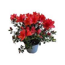 Rhododendron Indicum 'red' Açelya Çiçeği