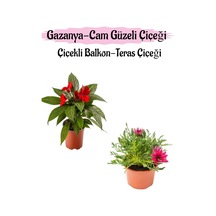 Kırmızı Renk Cam Güzeli 1 Adet+ Pembe Gazanya Çiçeği 1 Adet Saksılı 10-20cm