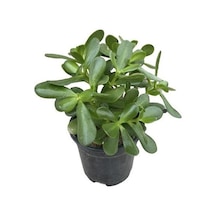 Crassula Ovata Para Çiçeği Bitkisi Fidanı 10-20 Cm