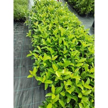 Serada Decor Plant Kartopu Viburnum Lucidum Fidanı 15-25 Cm 1 Adet Doğal Çit Duvar