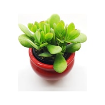 Crassula Ovata, Şans Para Ağacı Fidanı 10-20 Cm
