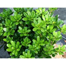 Saksılı Bodur Yıldız Çalısı - Pitos pittosporum Tobira Nana