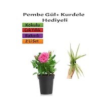 Pembe Gül 10-15 Cm + 5-10 Cm Kurdela Çiçeği Hediyeli Saksılı Dış Mekan Bitkisi