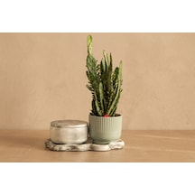Mint Yeşili