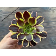 Aeonium Superbum Koreli Sukulent