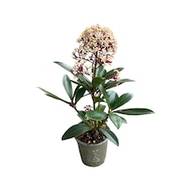 Skimmia Japonica 'rubella' Köpük Çalısı