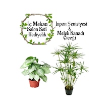 Japon Şemsiyesi 40-60 Cm 1 Adet Saksılı+ Melek Kanadı Bitkisi 40-60cm 1 Adet Saksılı