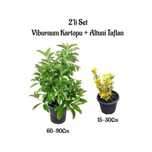Viburnum Kartopu Çiçeği Fidanı+altuni Taflan 2'li Bahçe Seti Dış Mekan Bitkileri