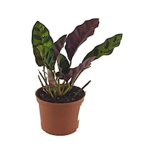 Mini Calathea Lancifolia Dua Çiçeği Fidanı 10-20 Cm