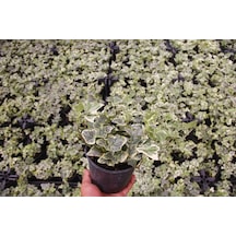 Küçük Yapraklı Hedera Sarmaşık 5 Adet N11.26785
