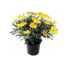 Videolu Sarı Çalı Papatyası 25-40 Cm Saksılı Çiçekli Bodur Bitkiler Euryops Pectinatus