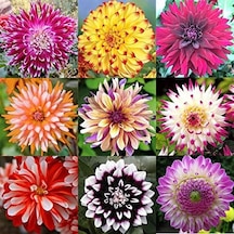 104 Adet Bodur Yıldız Dahlia Çiçeği Yumrusu Yumru Boyu 9 Cm . Yeni Mahsul.çiçekli Boyu 45 Cm.