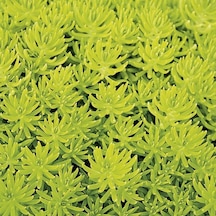 Sarı Sedum - Stonecrop Askılı Saksıda