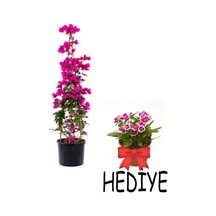 Videolu Öğretmenler Gününe Özel Hüsnüyusuf Hediyeli Begonvil 30 40cm 1adet Saksılı Bougainvillea