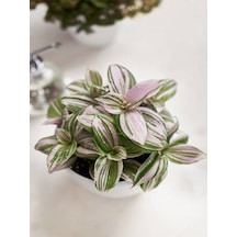 Videolu Pembe Mini Telgraf Çiçeği 1 Adet Saksılı/ Tüplü 10-15cm Salon Bitkisi Tradescantia