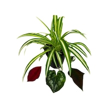 Saksılı Kurdele Çiçeği Chlorophytum Comosum