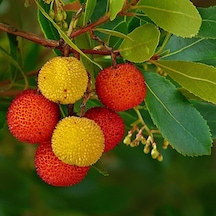 Kocayemiş Arbutus Unedo Fidanı 2 Adet