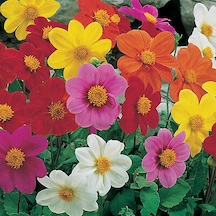 30+ Dahlia Variabilis Mignon Çiçek Tohumu Karışık Renk Çiçekli N112318