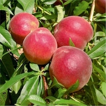 Tüplü Sugar Vista Rich Şeftali Fidanı