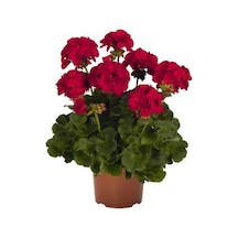 Nura Botanik Koyu Kırmızı Sardunya Çiçeği Fidanı 10-20 Cm