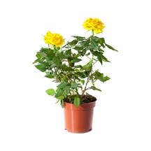 Videolu Yediveren Sarı Renkli Landora Gül 25 50 Cm 1 Adet Saksılı Aşılı Gül Yellow Rose