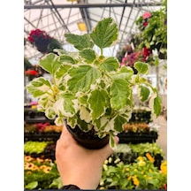 Adaçayı Kokulu Çiçek Plectranthus Forsteri 1 Adet Saksılı 10-20cm