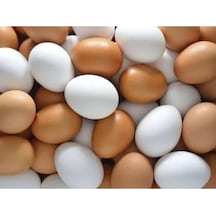 Plastik Sahte Tavuk Yumurtası Tavuk Folluk Yapay Yumurta 20 Adet