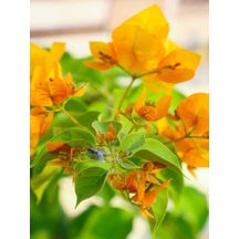 Videolu Turuncu Sarılıcı Begonvil Çiçeği Fidanı 90-120cm Saksılı Çiçekli Bodur Bougainvillea