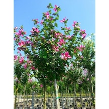 Rüzgarbotanik Mor Ağaç Hatmi Fidanı 40Cm- 60Cm