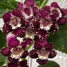 Rt's Blue Red Kohleria Japon Küpelisi Çiçeği Fidesi Mini Potta