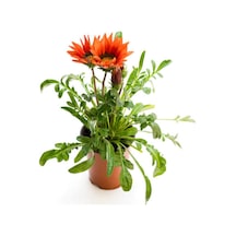 Kırmızı-pembe Beyaz Gazanya Çiçeği 2 Adet Saksılı 10-20cm Balkon/teras Çiçeği Diğer